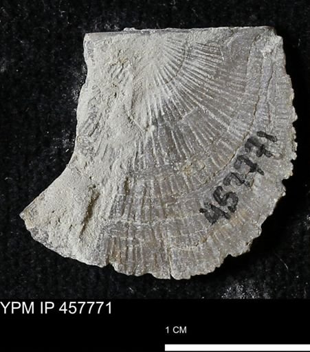 Strophodonta sp.