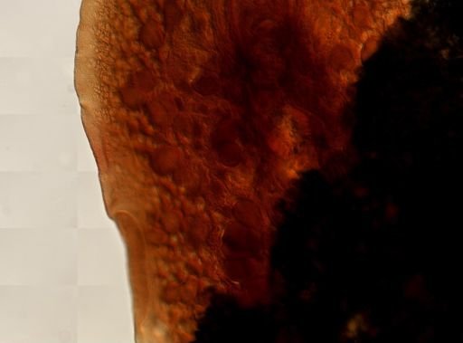 Pleioplana atomata