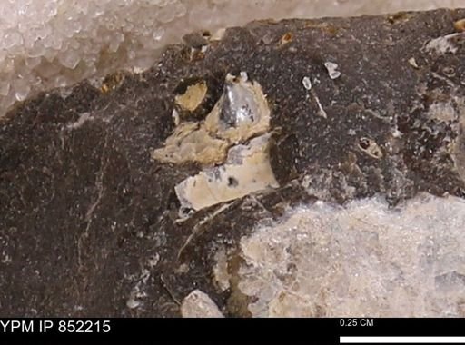 undet. Bivalvia