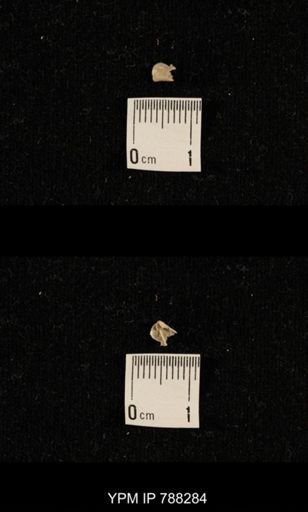undet. Brachiopoda