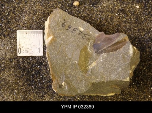 undet. Scaphitidae