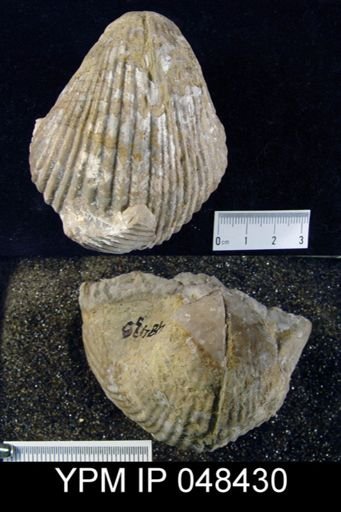 Rhipidium sewellensis
