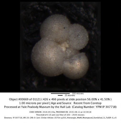undet. Foraminiferida