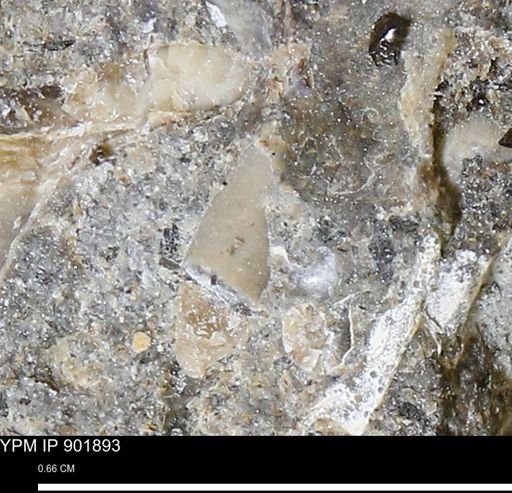 undet. Mollusca