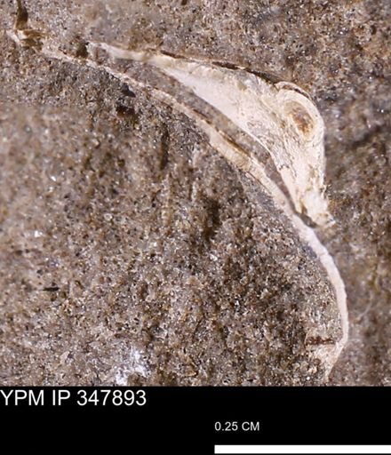 undet. Bivalvia