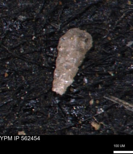 Verneuilinoides kansasensis