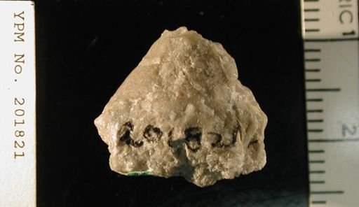 Euconia grandis