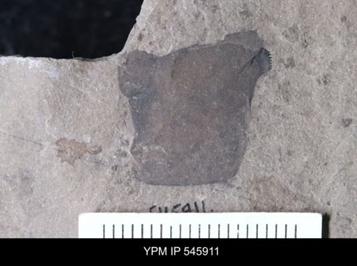 Eurypterida