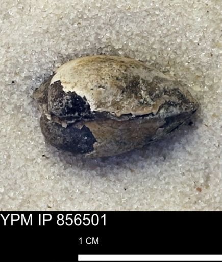 Limopsis striatopunctatus