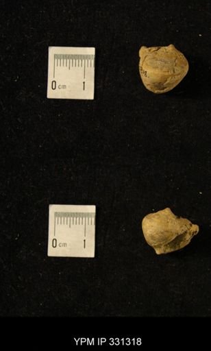 Ianthinopsis