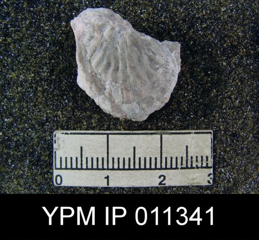 Meekella skenoides