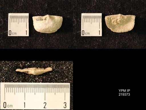 Chonetes granulifer
