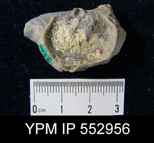 Leptaena rhomboidalis