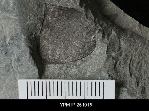Eurypterus sp.