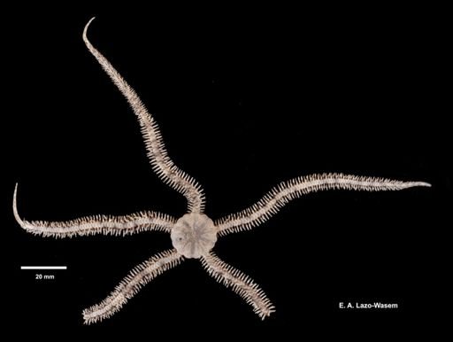 Ophiocoma scolopendrina