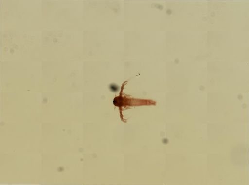 Artemia salina