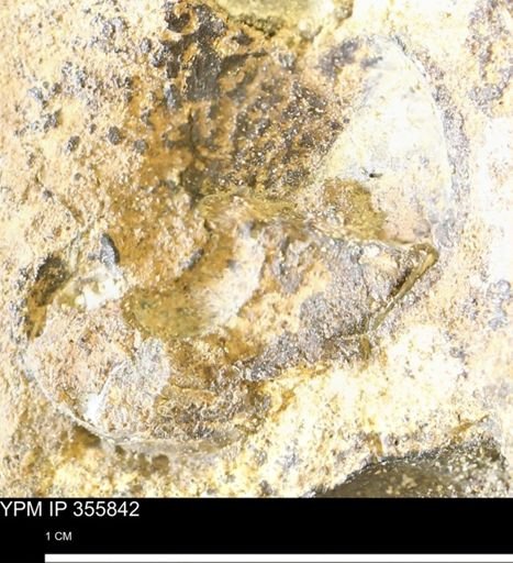 undet. Scaphitidae