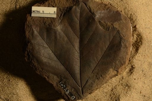 Sassafras cretaceum