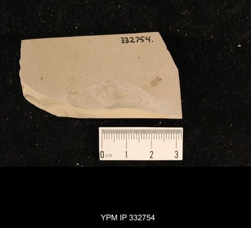 undet. Hexapoda