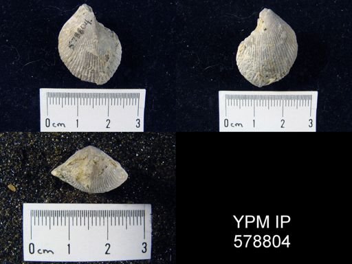 Eumetria sp.