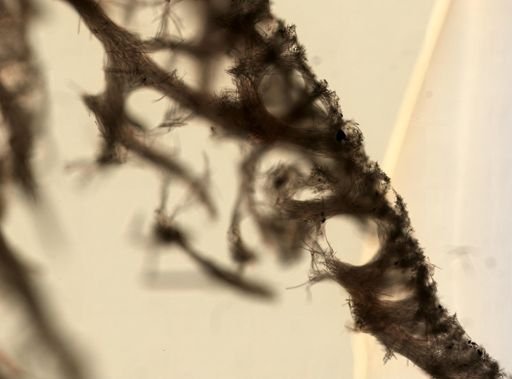 Pachychalina sp.