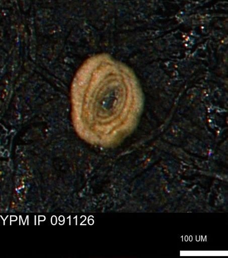 undet. Foraminiferida