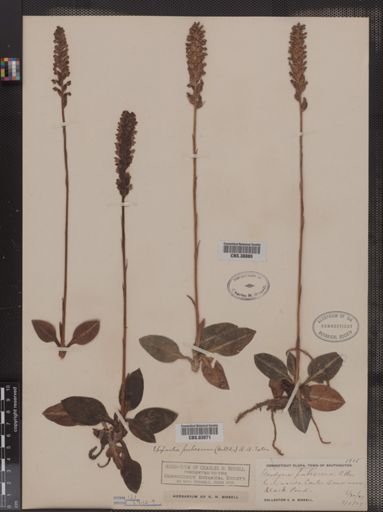 Goodyera pubescens