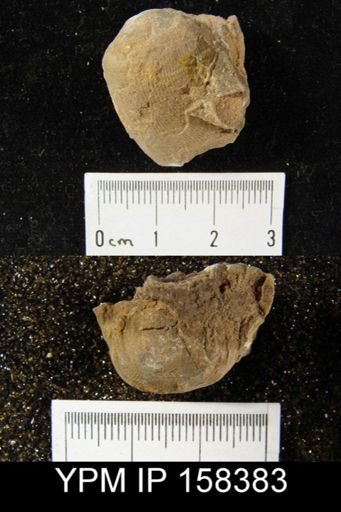 Diaphragmus tenuicostiformus