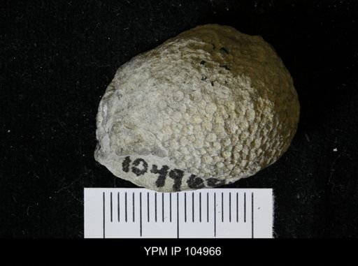 Paleofavosites prolificus