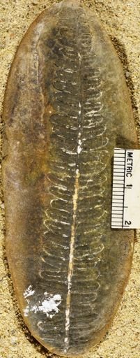 Pecopteris miltoni