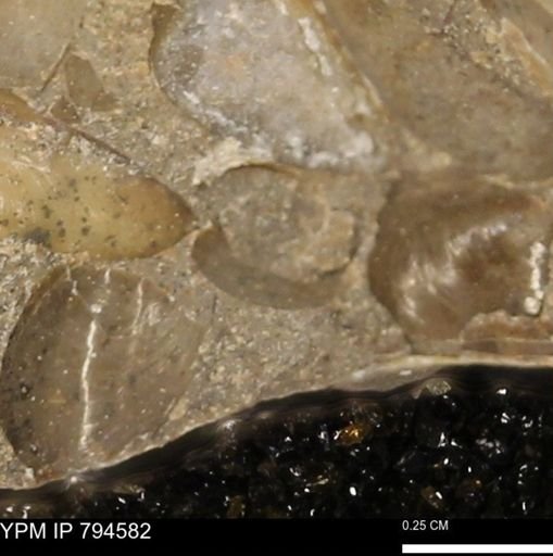 Protocardia subquadrata