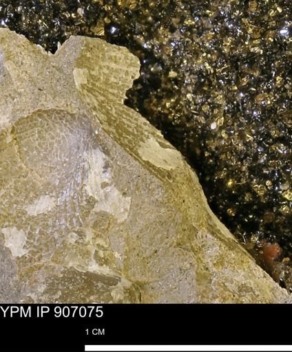 Oxytoma (Hypoxytoma) sp.