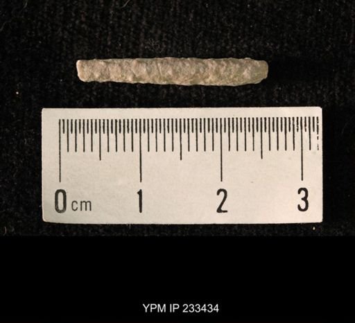 Archaeocidaris sp.