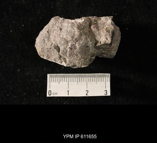 Aviculopecten sp.