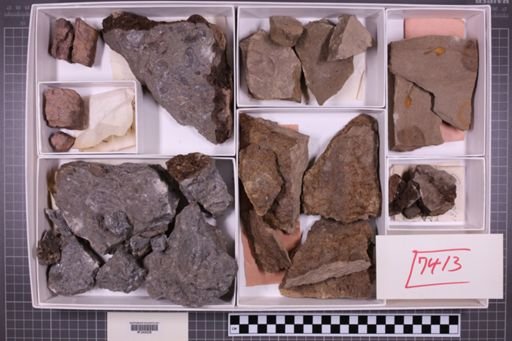 mixed taxa, stratigraphic collection