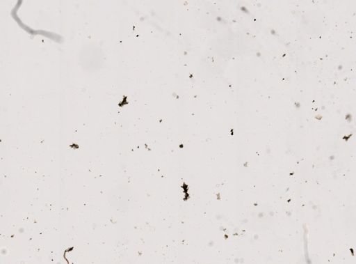 Pleistophora macrozoarcides
