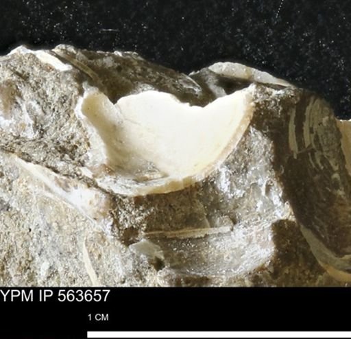 undet. Mollusca
