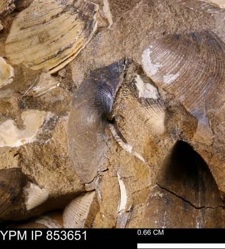 Limopsis striatopunctatus