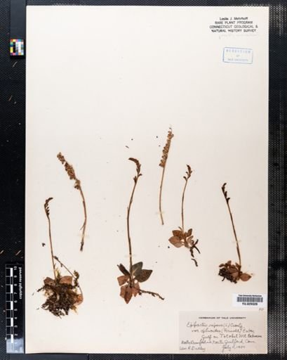 Goodyera repens