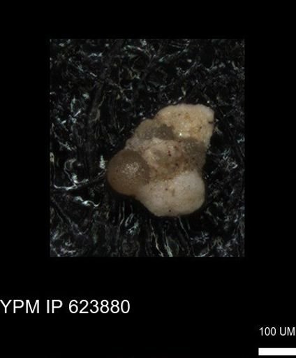 undet. Foraminiferida