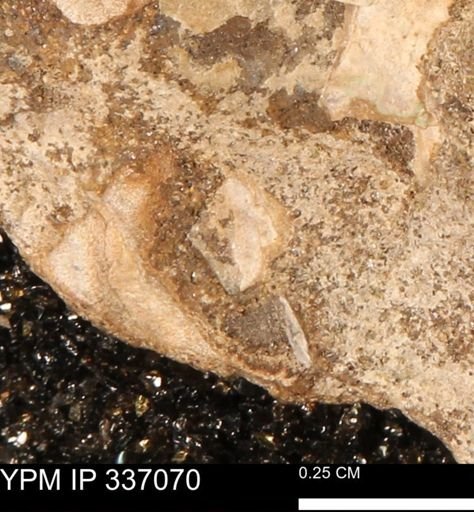 undet. Mollusca