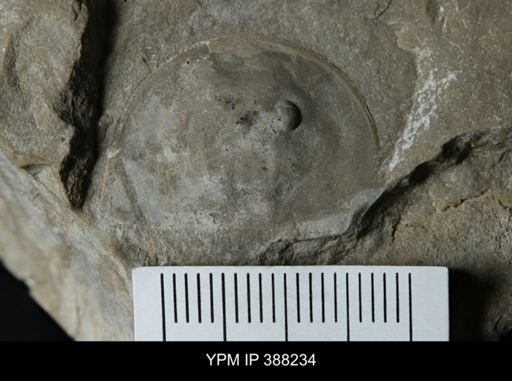 Erieopterus eriensis