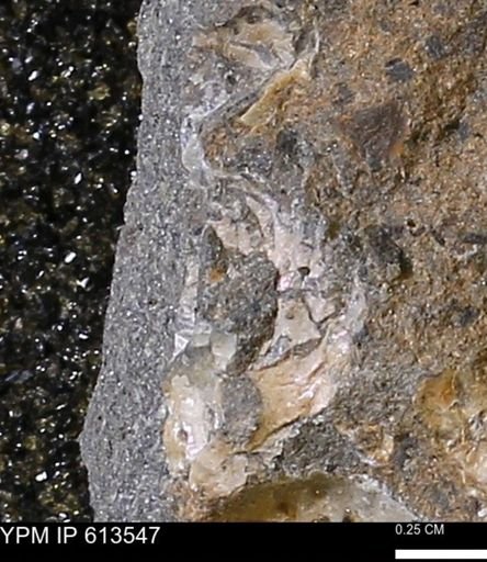 Scaphites sp.