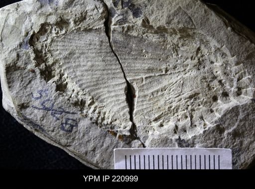 Hexapoda