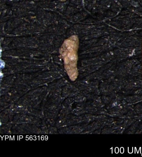Verneuilina canadensis