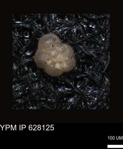 undet. Foraminiferida