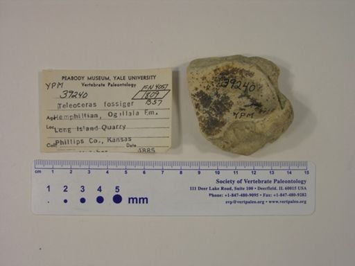 Teleoceras fossiger