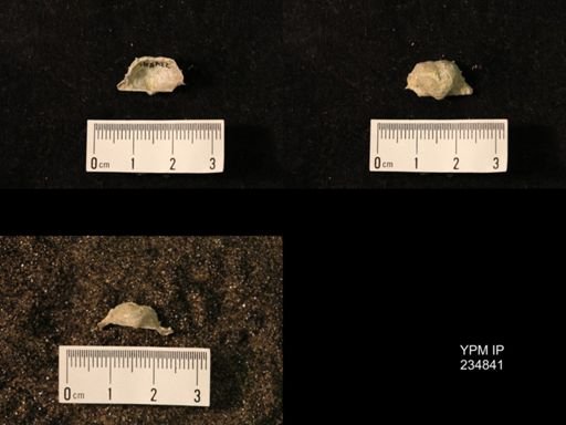 Marginifera wabashensis var. armata