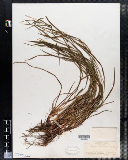 Carex hitchcockiana