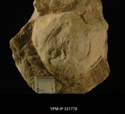 Strophomena sp.